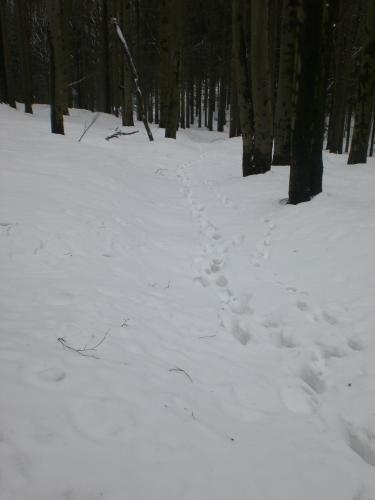 Jizerské hory